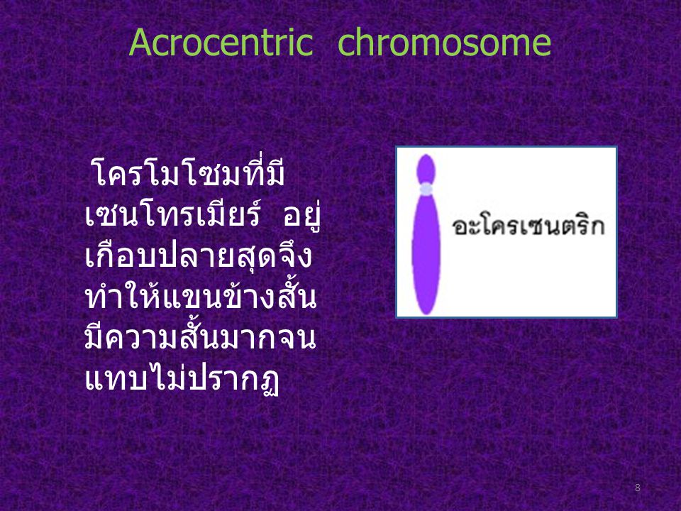 Acrocentric chromosome