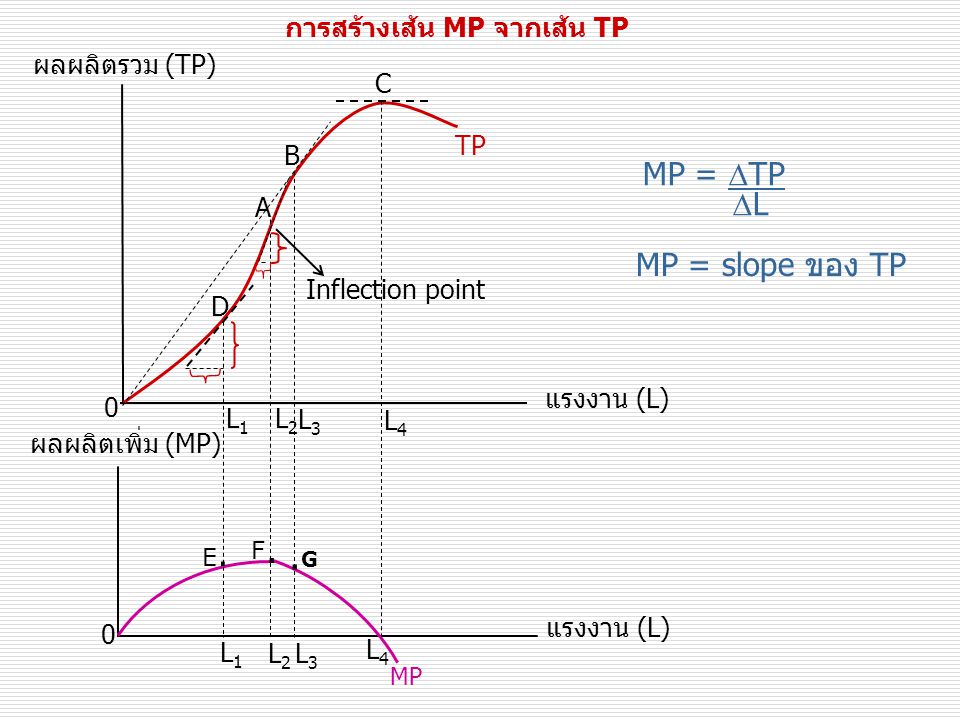 .G MP = TP L MP = slope ของ TP การสร้างเส้น MP จากเส้น TP