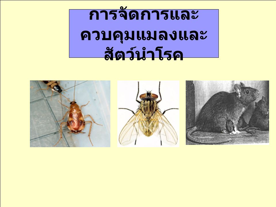การจัดการและควบคุมแมลงและสัตว์นำโรค