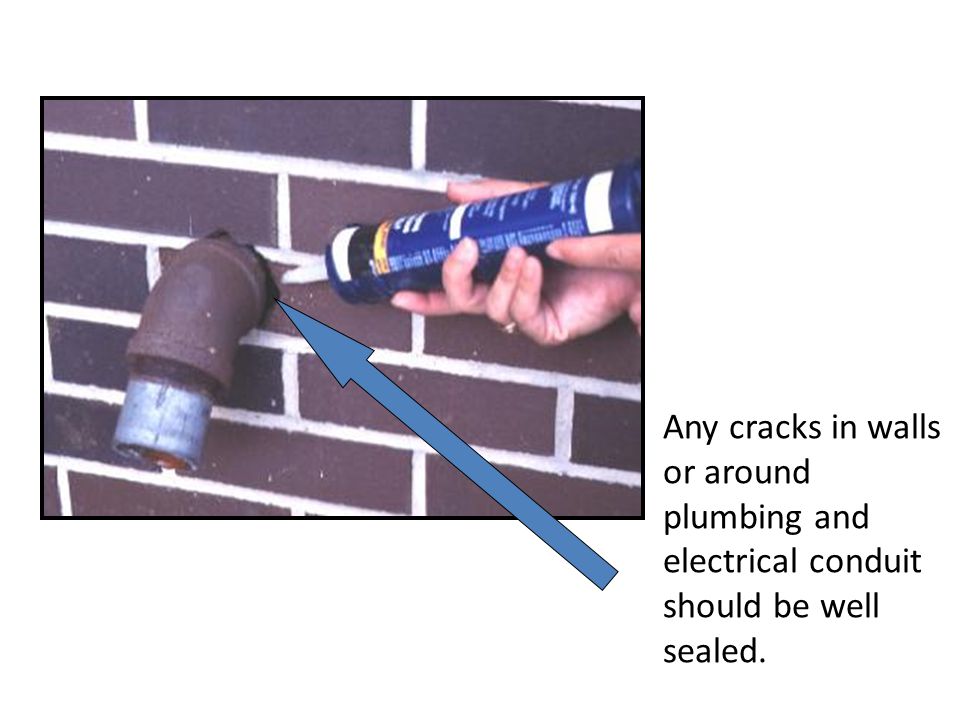 Any cracks in walls or around plumbing and electrical conduit should be well sealed.