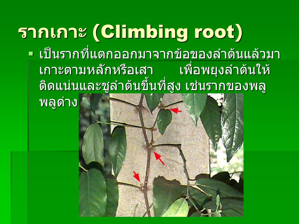 รากเกาะ (Climbing root)