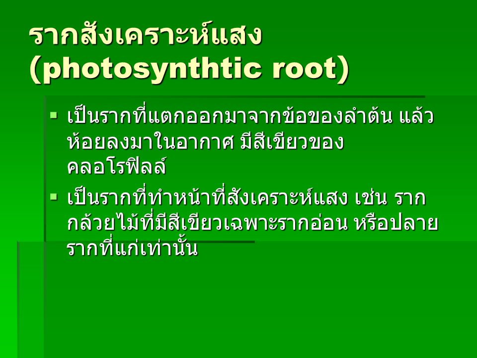 รากสังเคราะห์แสง (photosynthtic root)