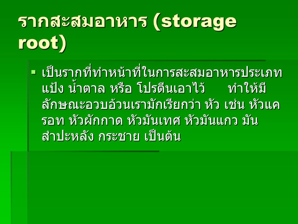 รากสะสมอาหาร (storage root)