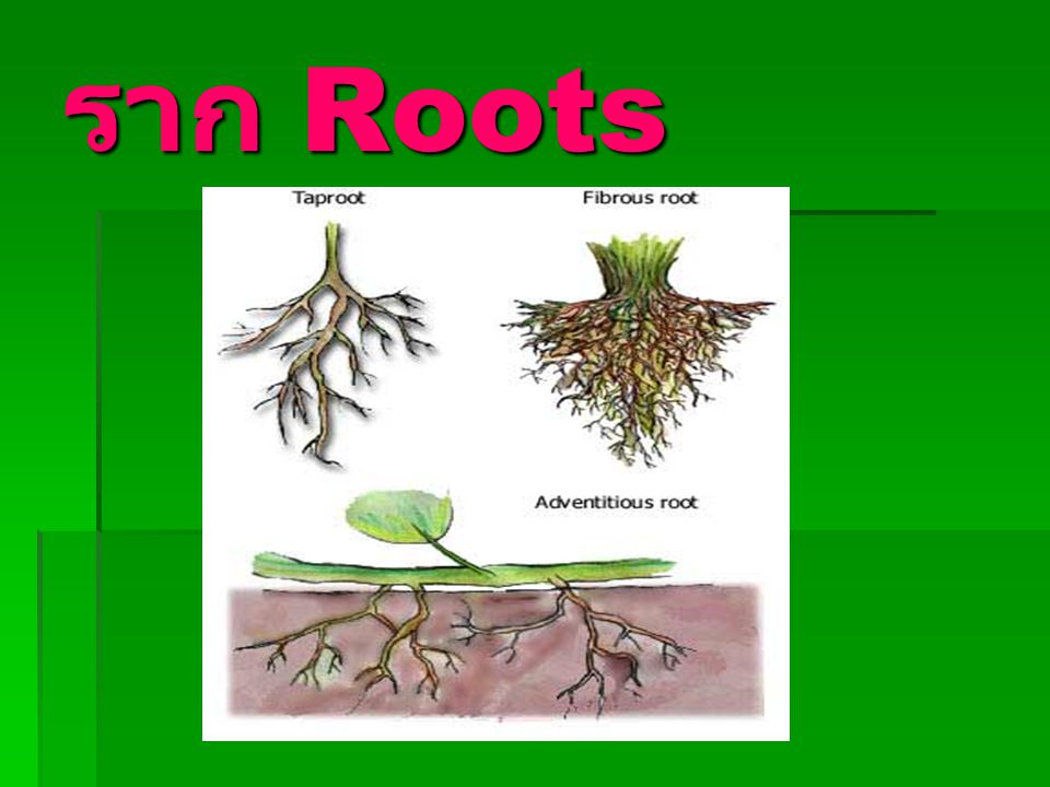 ราก Roots