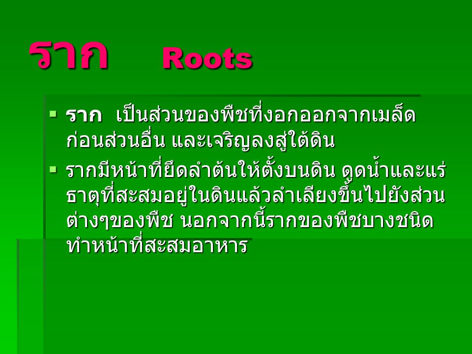 ราก Roots ราก เป็นส่วนของพืชที่งอกออกจากเมล็ดก่อนส่วนอื่น และเจริญลงสู่ใต้ดิน.