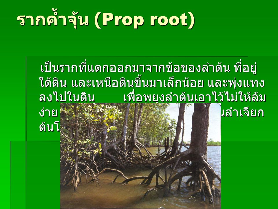 รากค้ำจุ้น (Prop root)