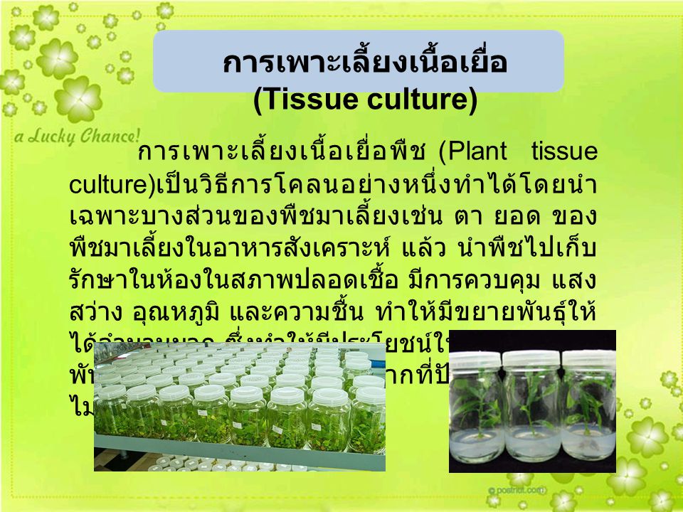 การเพาะเลี้ยงเนื้อเยื่อ (Tissue culture)