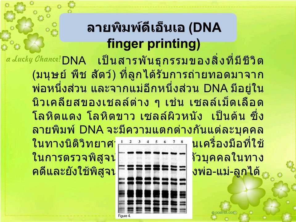 ลายพิมพ์ดีเอ็นเอ (DNA finger printing)