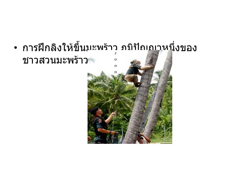 การฝึกลิงให้ขึ้นมะพร้าว ภูมิปัญญาหนึ่งของชาวสวนมะพร้าว