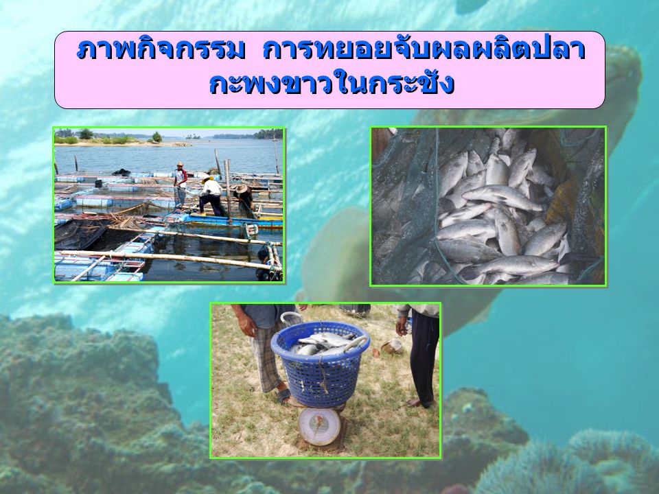 ภาพกิจกรรม การทยอยจับผลผลิตปลากะพงขาวในกระชัง
