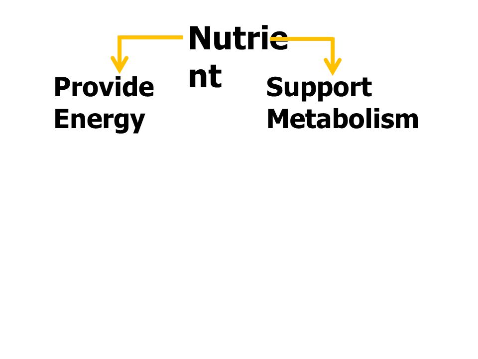 Nutrient Provide Energy Support Metabolism