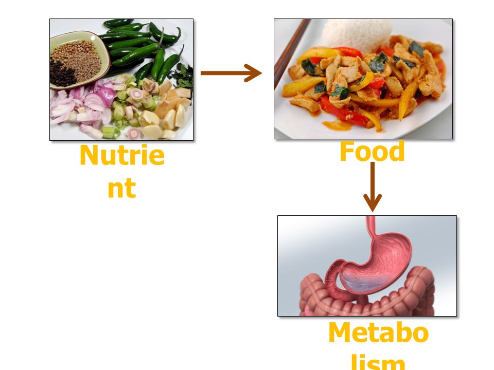 Food Nutrient Metabolism