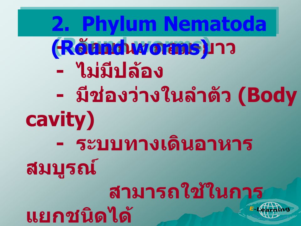 2. Phylum Nematoda (Round worms)
