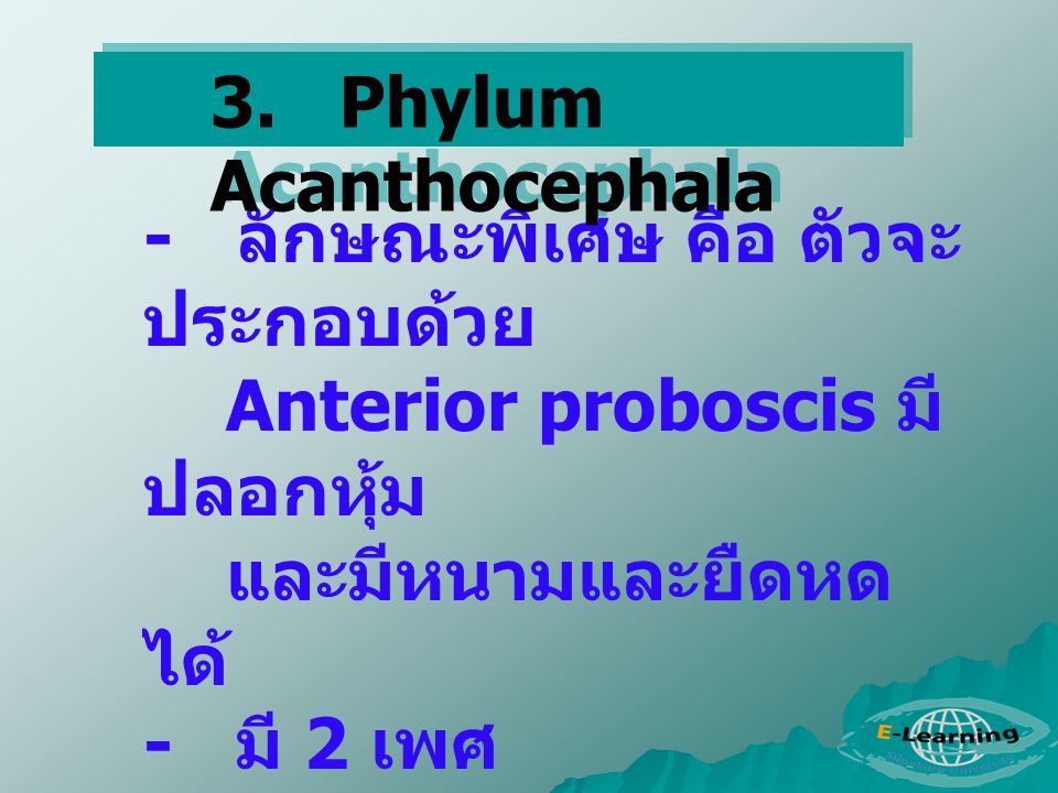 3. Phylum Acanthocephala