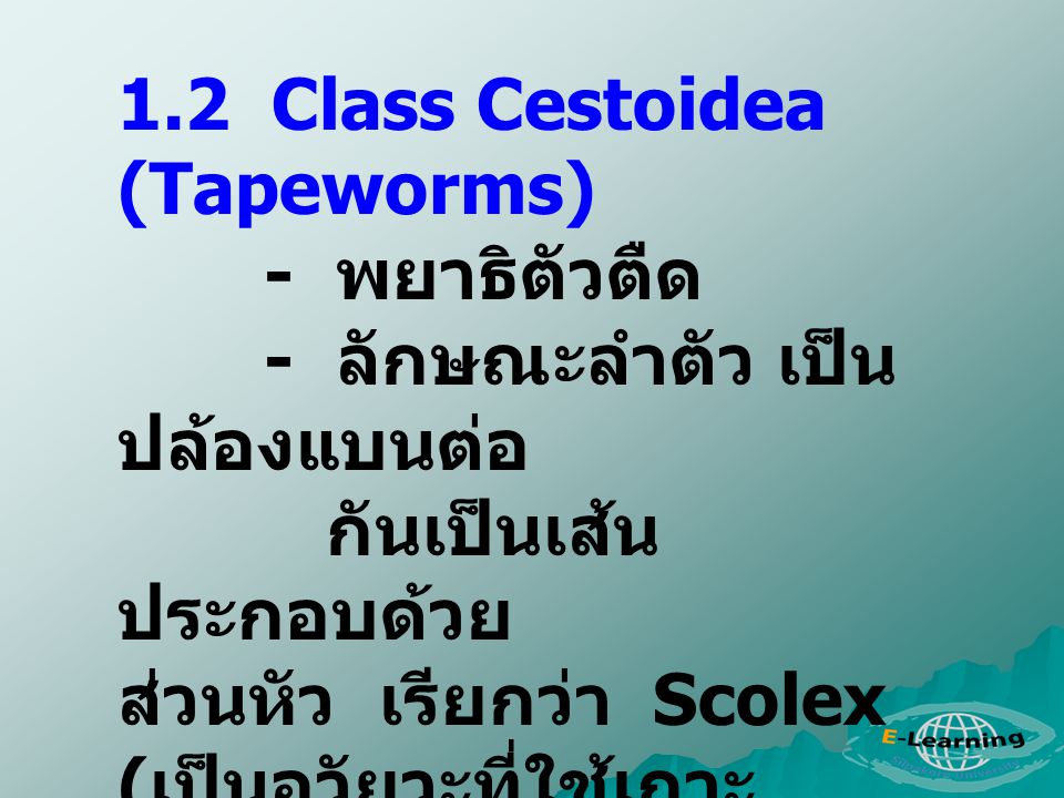 1.2 Class Cestoidea (Tapeworms)