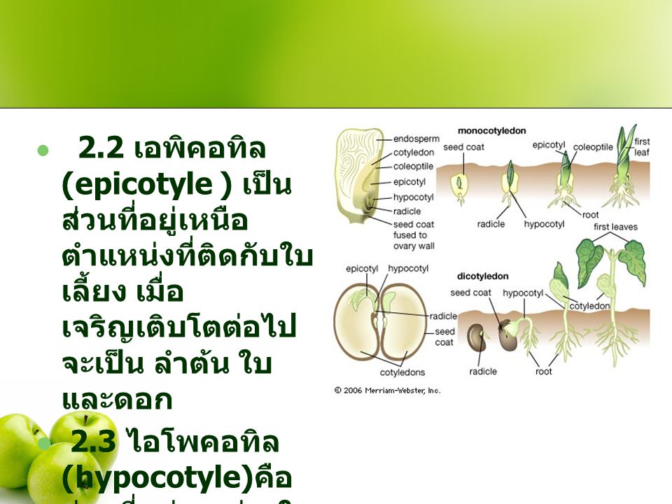 2.2 เอพิคอทิล (epicotyle ) เป็นส่วนที่อยู่เหนือตำแหน่งที่ติดกับใบเลี้ยง เมื่อเจริญเติบโตต่อไปจะเป็น ลำต้น ใบ และดอก