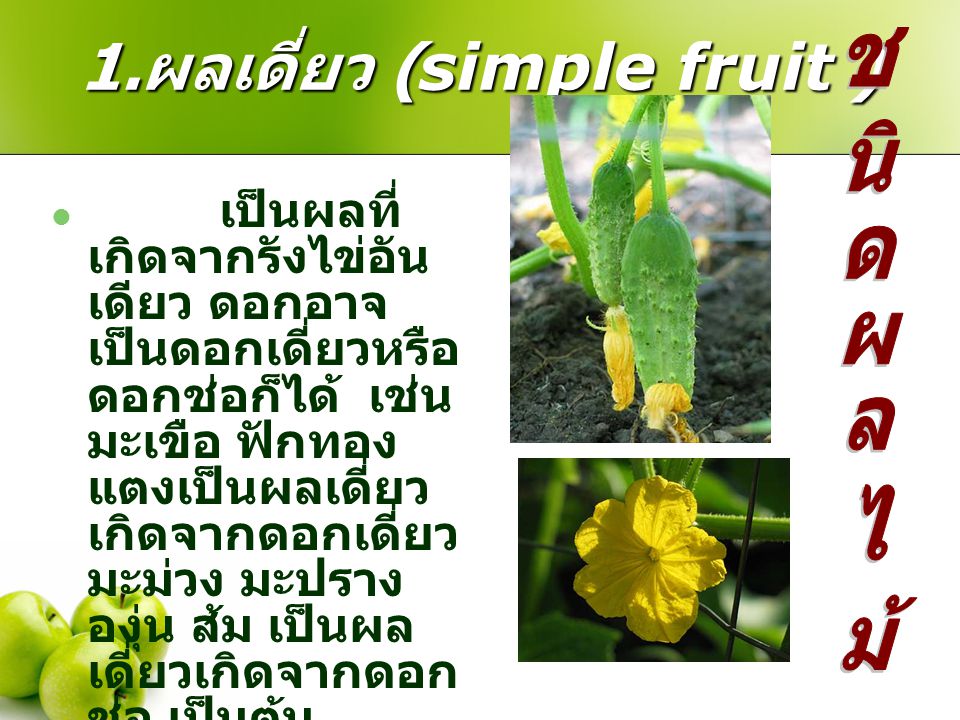 1.ผลเดี่ยว (simple fruit )
