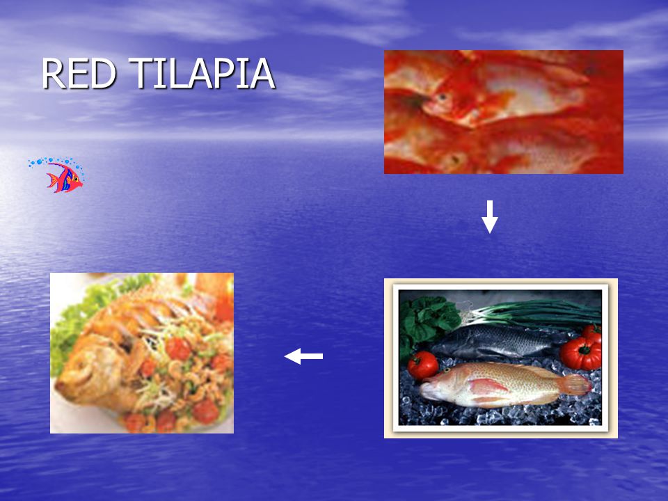 RED TILAPIA