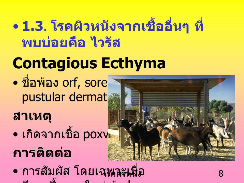 Contagious Ecthyma 1.3. โรคผิวหนังจากเชื้ออื่นๆ ที่พบบ่อยคือ ไวรัส