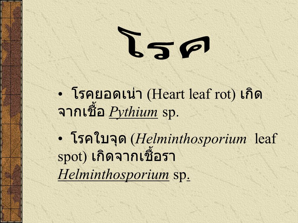 โรค โรคยอดเน่า (Heart leaf rot) เกิดจากเชื้อ Pythium sp.