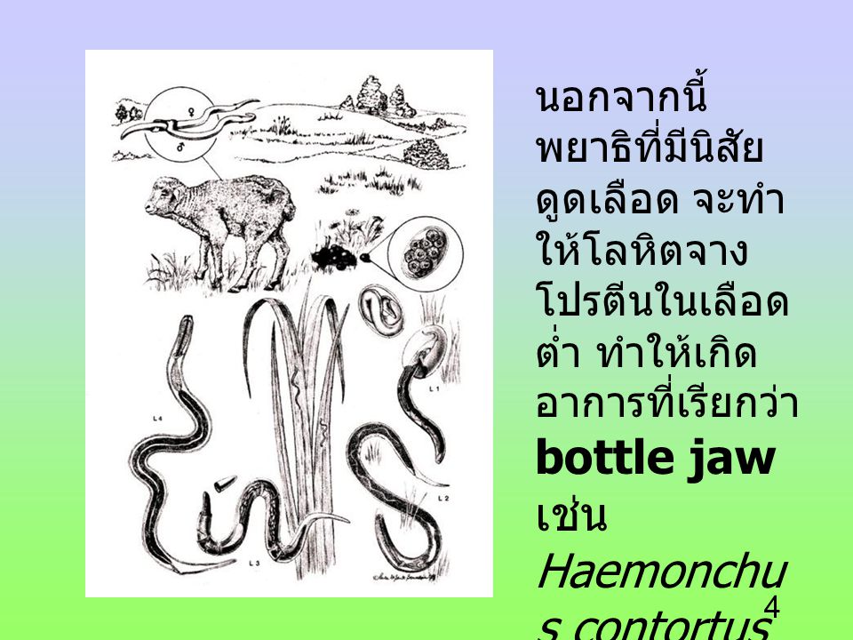 นอกจากนี้พยาธิที่มีนิสัยดูดเลือด จะทำให้โลหิตจาง โปรตีนในเลือดต่ำ ทำให้เกิดอาการที่เรียกว่า bottle jaw เช่น Haemonchus contortus ในกระเพาะที่ 4