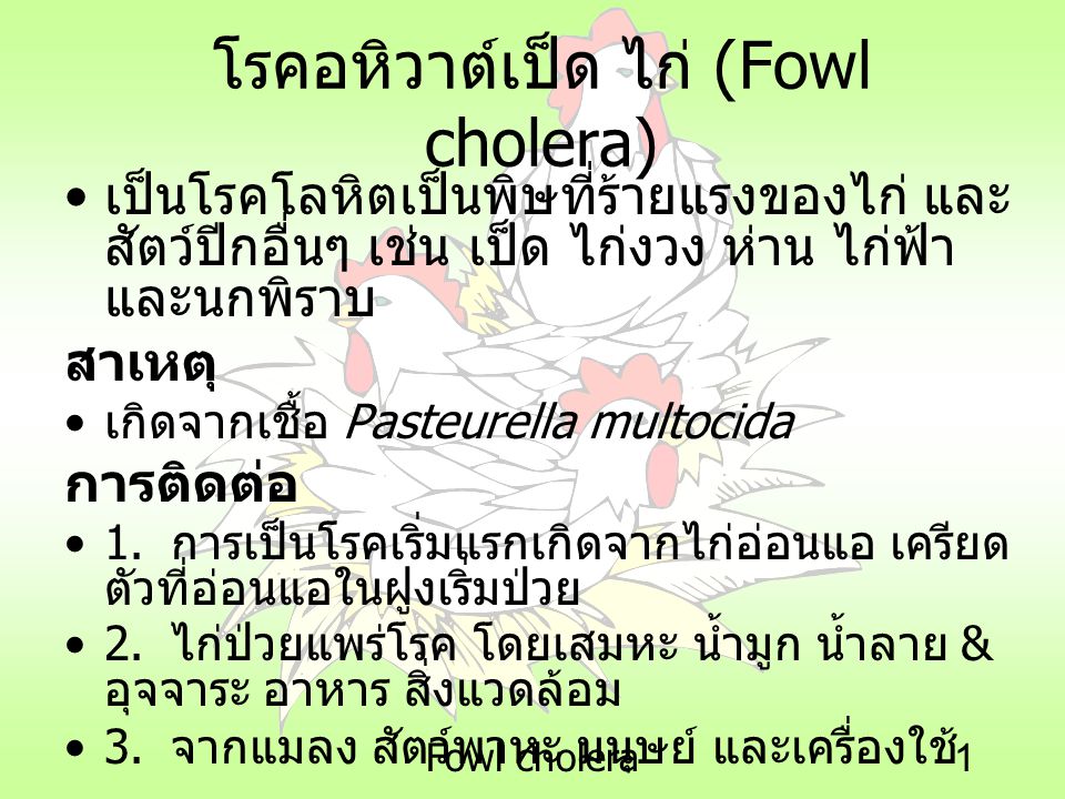 โรคอหิวาต์เป็ด ไก่ (Fowl cholera)
