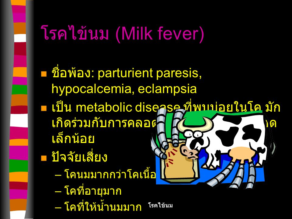 โรคไข้นม (Milk fever) ชื่อพ้อง: parturient paresis, hypocalcemia, eclampsia.