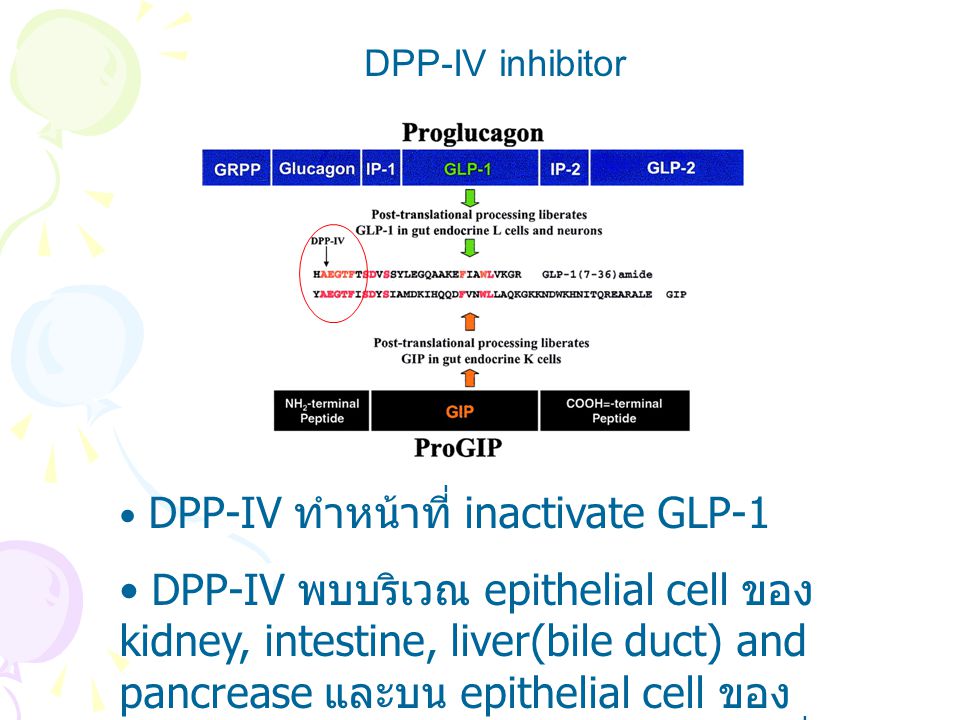 DPP-IV inhibitor DPP-IV ทำหน้าที่ inactivate GLP-1.