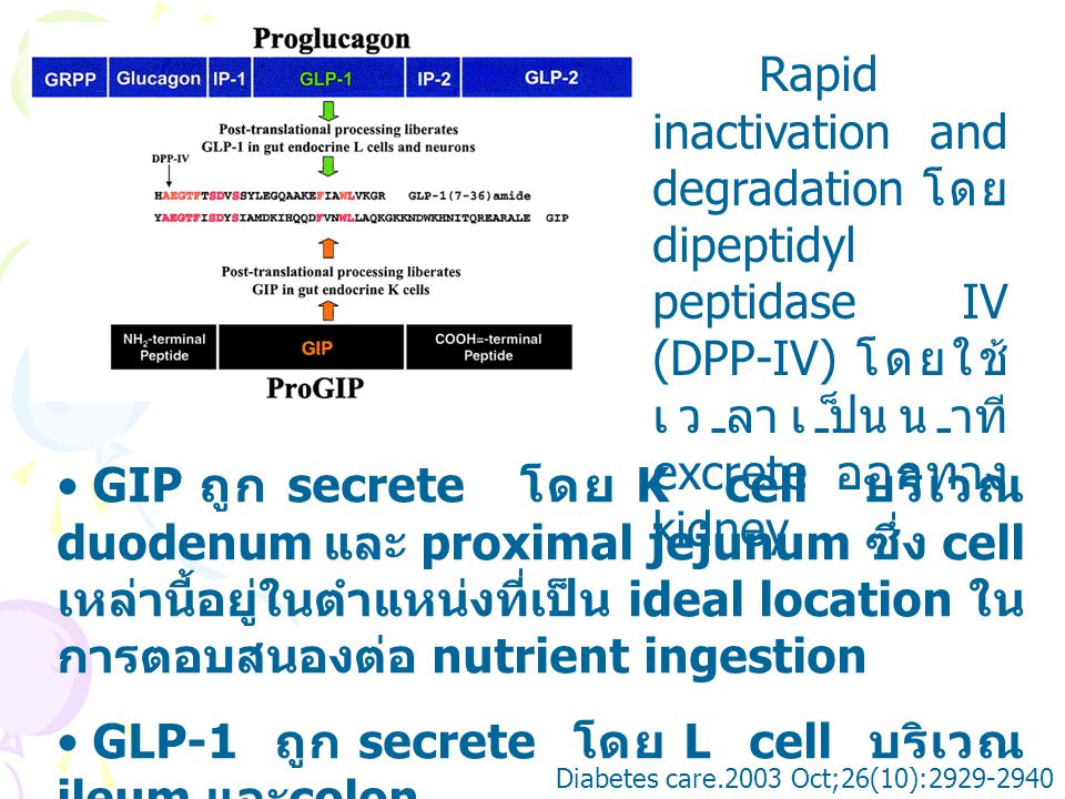 GLP-1 ถูก secrete โดย L cell บริเวณ ileum และcolon