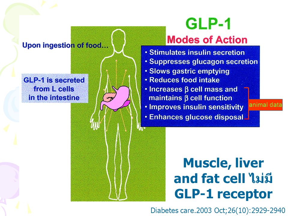 Muscle, liver and fat cell ไม่มี GLP-1 receptor