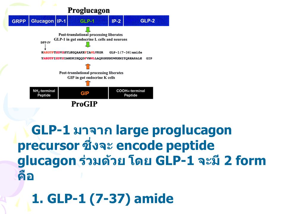 GLP-1 มาจาก large proglucagon precursor ซึ่งจะ encode peptide glucagon ร่วมด้วย โดย GLP-1 จะมี 2 form คือ