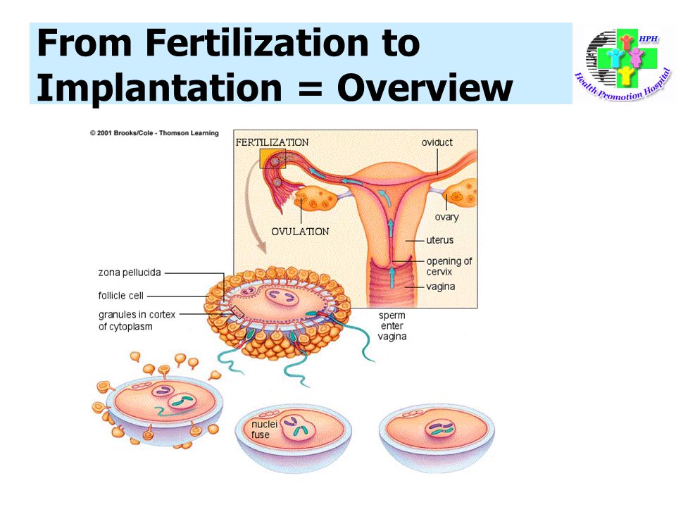 From Fertilization to Implantation = Overview