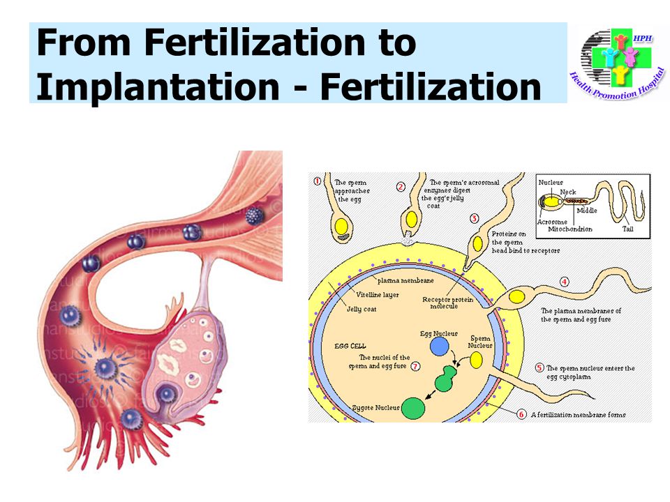 From Fertilization to Implantation - Fertilization
