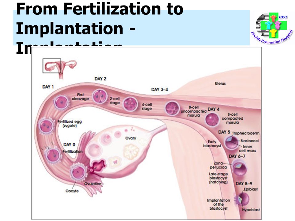 From Fertilization to Implantation - Implantation