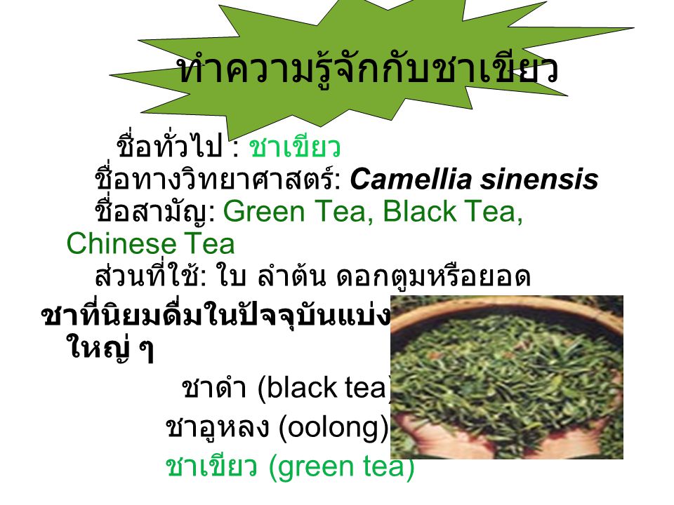ทำความรู้จักกับชาเขียว