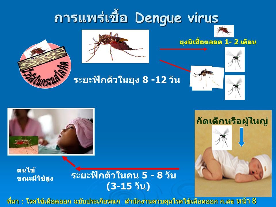 การแพร่เชื้อ Dengue virus