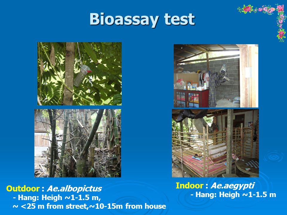 Bioassay test Indoor : Ae.aegypti Outdoor : Ae.albopictus