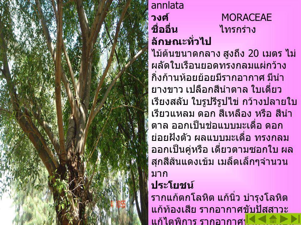ไทร ชื่อสามัญ Banyan Tree ชื่อวิทยาศาสตร์ Ficus annlata วงศ์ MORACEAE