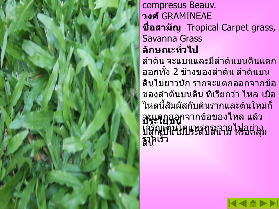 หญ้า Savanna ชื่อวิทยาศาสตร์ Axonopus compresus Beauv. วงศ์ GRAMINEAE