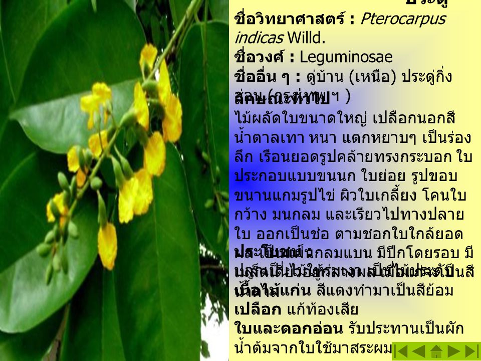 ประดู่ ชื่อวิทยาศาสตร์ : Pterocarpus indicas Willd. ชื่อวงศ์ : Leguminosae. ชื่ออื่น ๆ : ดู่บ้าน (เหนือ) ประดู่กิ่งอ่อน (กรุงเทพ ฯ )