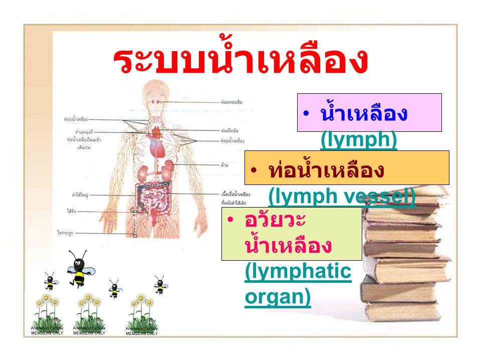 ระบบน้ำเหลือง น้ำเหลือง (lymph) ท่อน้ำเหลือง (lymph vessel)