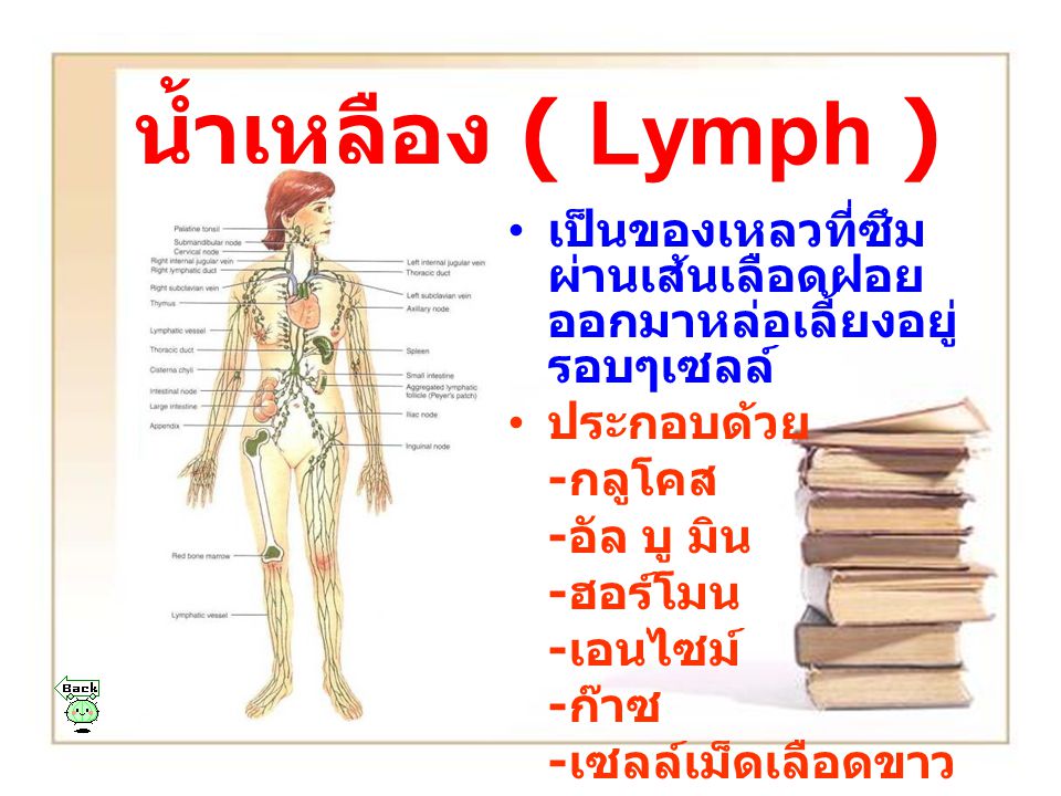 น้ำเหลือง ( Lymph ) เป็นของเหลวที่ซึมผ่านเส้นเลือดฝอยออกมาหล่อเลี้ยงอยู่รอบๆเซลล์ ประกอบด้วย. -กลูโคส.