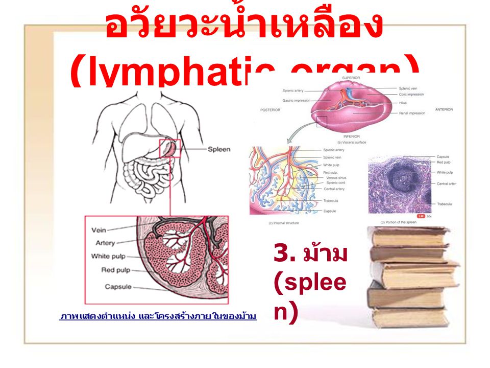 อวัยวะน้ำเหลือง (lymphatic organ)