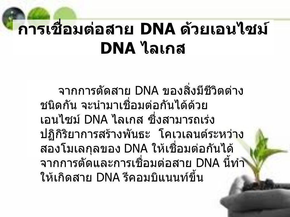 การเชื่อมต่อสาย DNA ด้วยเอนไซม์ DNA ไลเกส