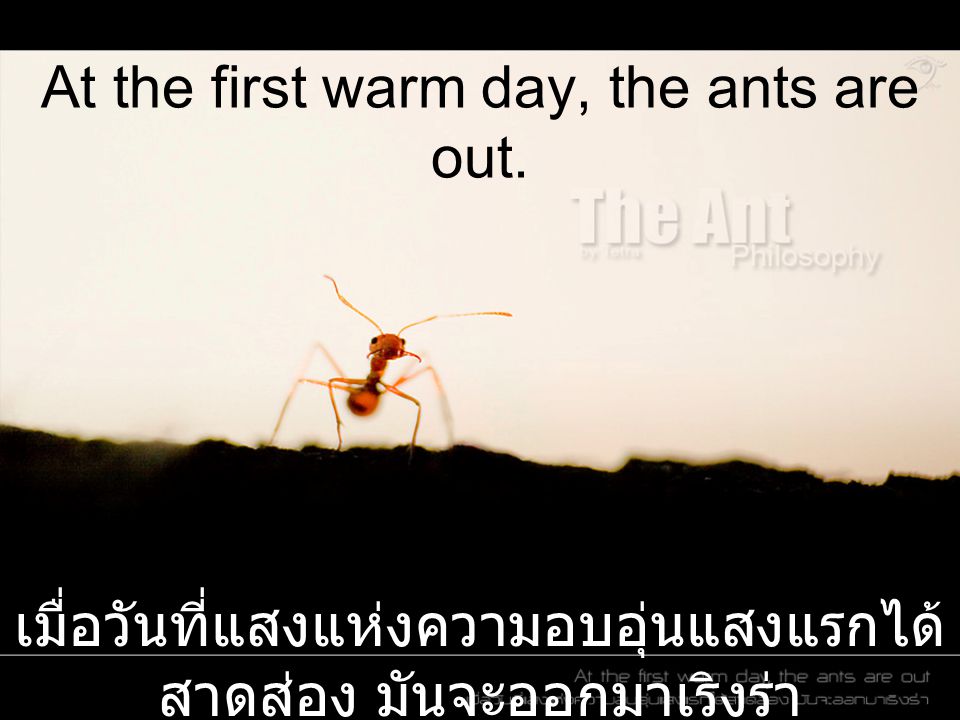 At the first warm day, the ants are out.