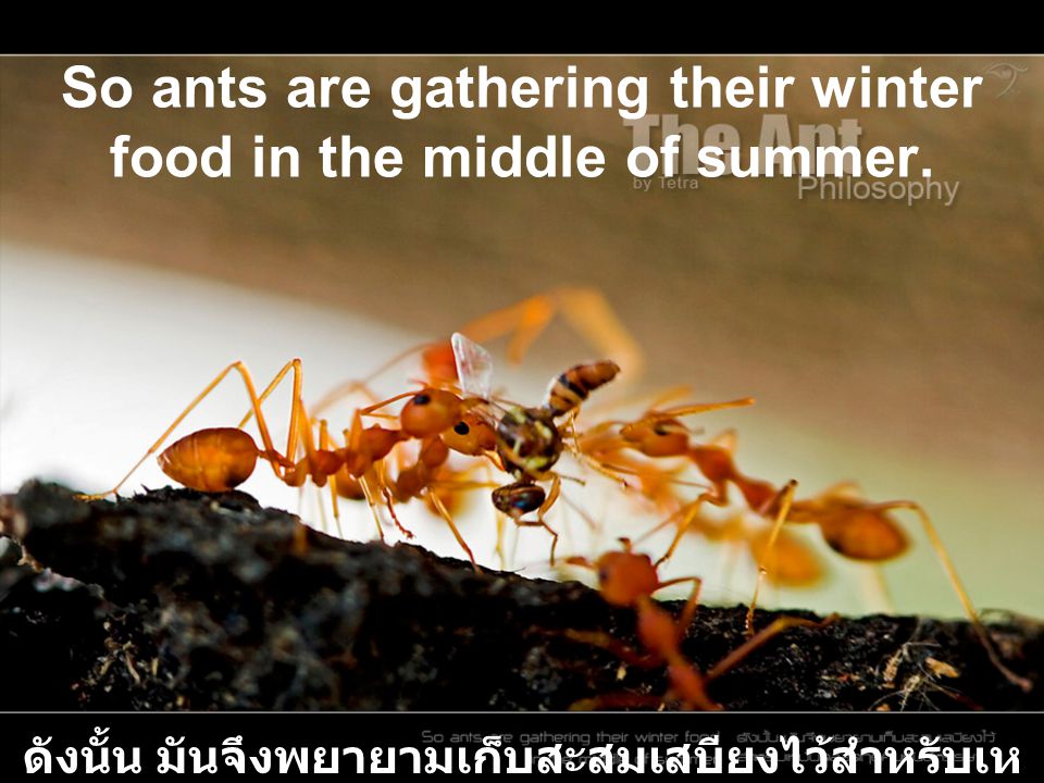 So ants are gathering their winter food in the middle of summer.