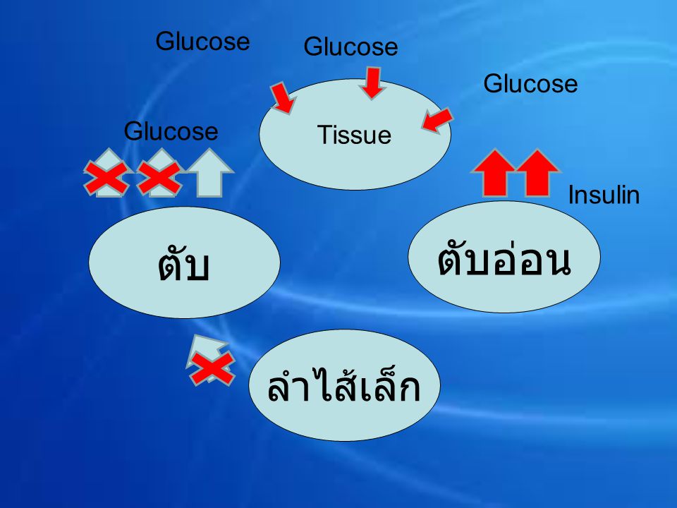Glucose Glucose Glucose Tissue Glucose Insulin ตับอ่อน ตับ ลำไส้เล็ก