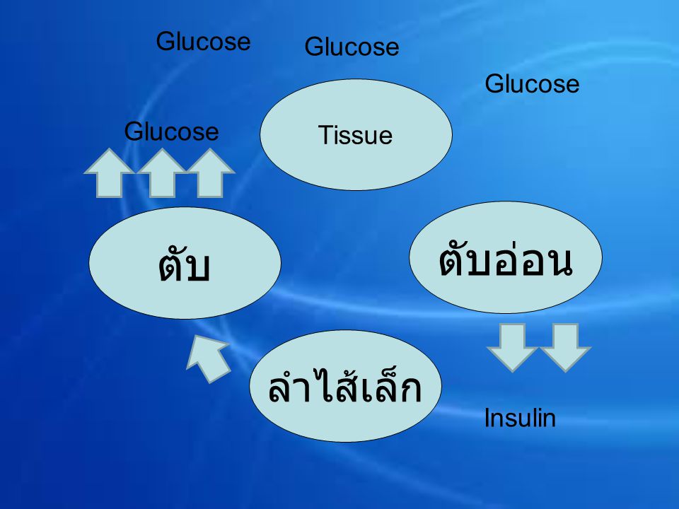 Glucose Glucose Glucose Tissue Glucose ตับอ่อน ตับ ลำไส้เล็ก Insulin