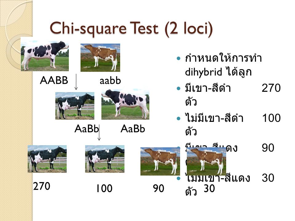 Chi-square Test (2 loci)