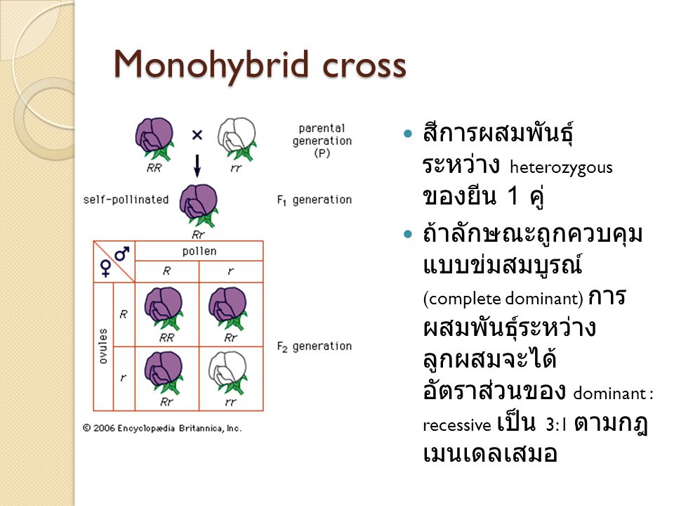 Monohybrid cross สีการผสมพันธุ์ระหว่าง heterozygous ของยีน 1 คู่